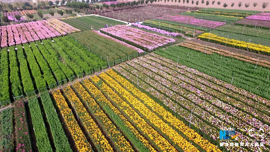 河南最大花卉种植基地图片