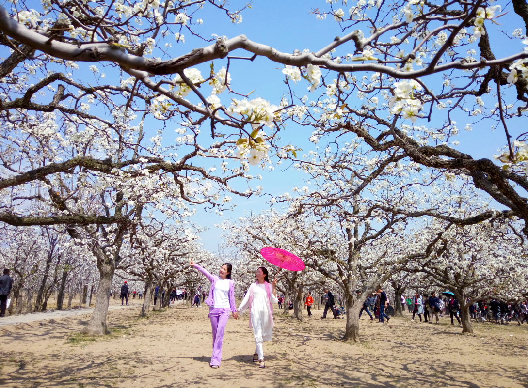 宁陵梨花节