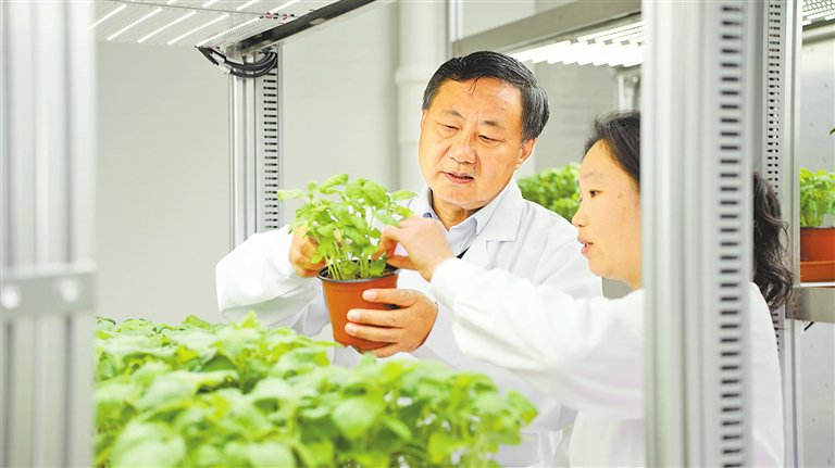 张海洋在实验室查看芝麻苗情。本版图片均为受访者提供