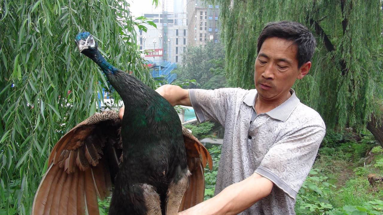 郑州:小区里飞来一只蓝孔雀 一群宠物狗追着咬