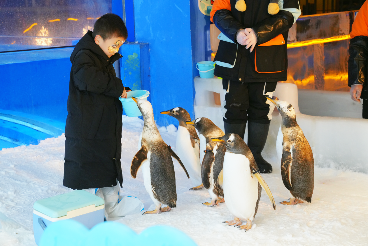 （银基冰雪世界企鹅投喂互动）