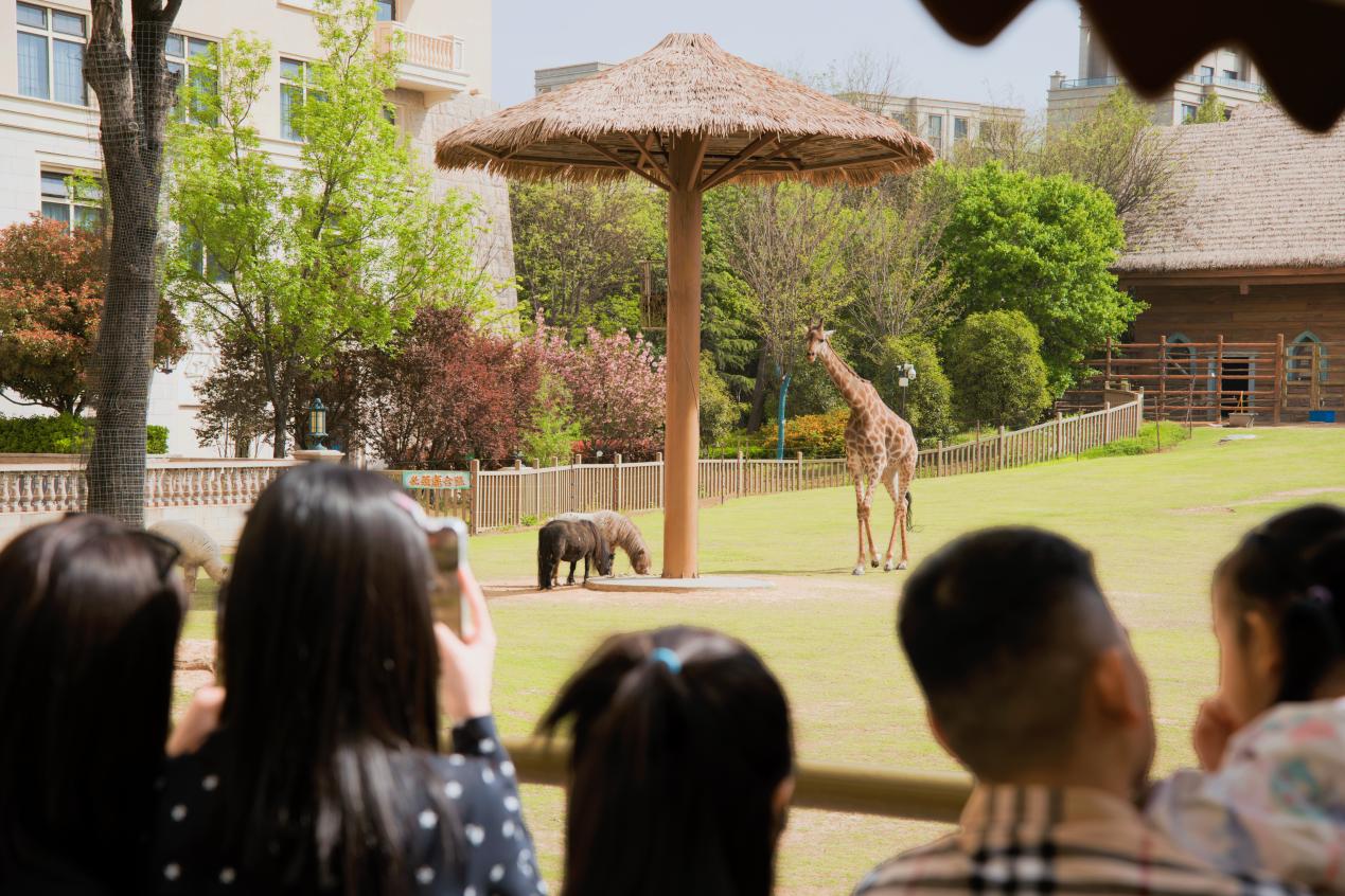 （游客在银基冰雪酒看长颈鹿）