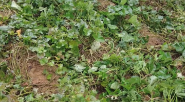 河南一縣城周邊出現近2000頭野豬