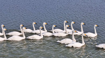 周口萬畝龍湖迎來遷徙白天鵝