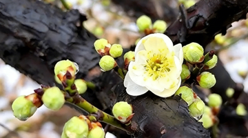 来河南邂逅冬日限定浪漫吧