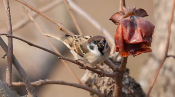 黄河滩地公园成了鸟类“公共餐厅”