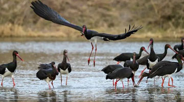 河南迎“鸟界团建”