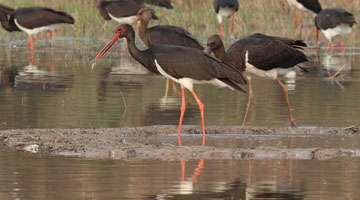 河南湿地成了野生动物的安乐窝