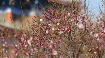 请查收河南赏梅好去处