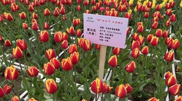 郑州人民公园郁金香花展免费开放