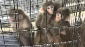 河南新野猴乡实验猴半年暴涨3倍