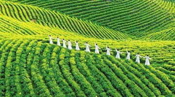 光山2800亩黄金茶园迎来最佳观赏期