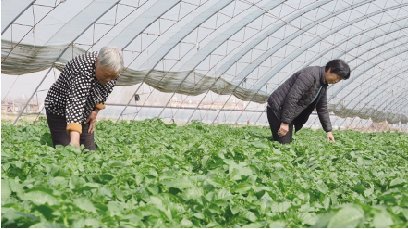 卫辉建设智能大棚让土豆变成金疙瘩