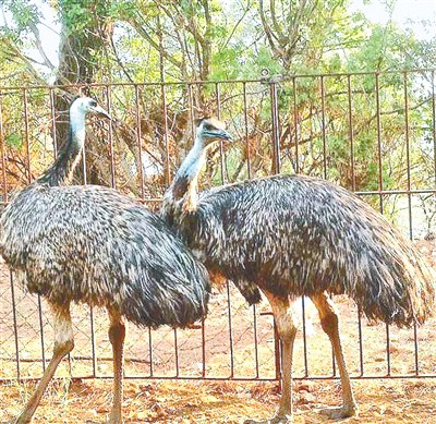 近距離觀察鴕鳥