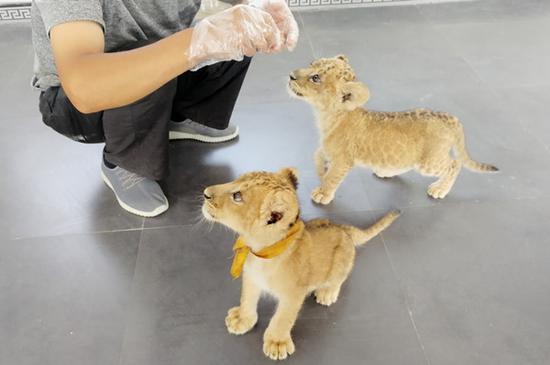 平顶山动物园三胞胎小狮子首次与市民见面