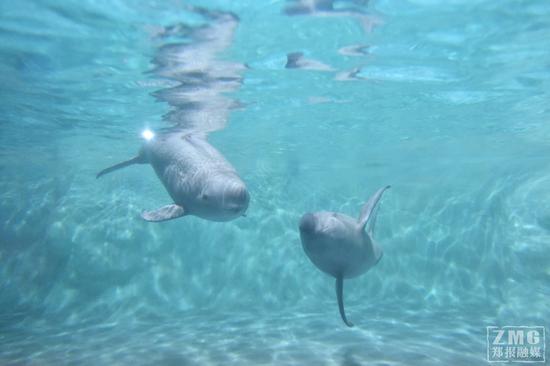 江豚是一种小型鲸类,体型似鱼,在西太平洋,印度洋,日本海和中国沿海等