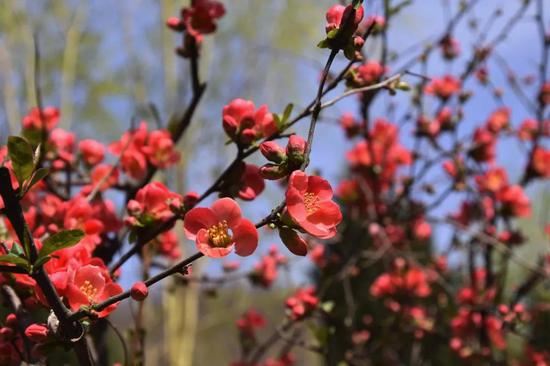 “春意盎然,春色醉人” 鸡冠洞开启春季旅游“火热”模式！