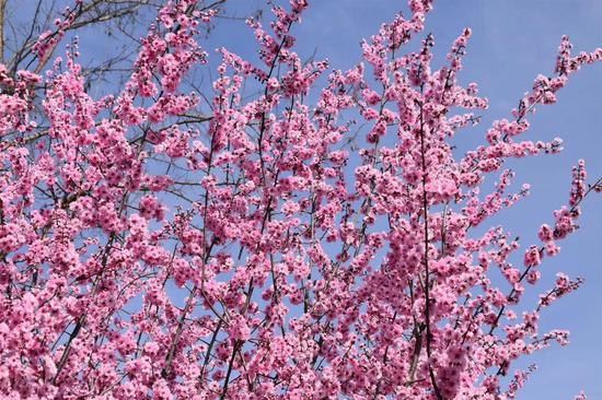 “春意盎然,春色醉人” 鸡冠洞开启春季旅游“火热”模式！