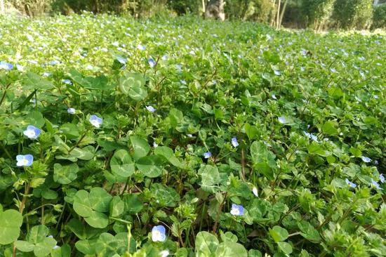 “春意盎然,春色醉人” 鸡冠洞开启春季旅游“火热”模式！