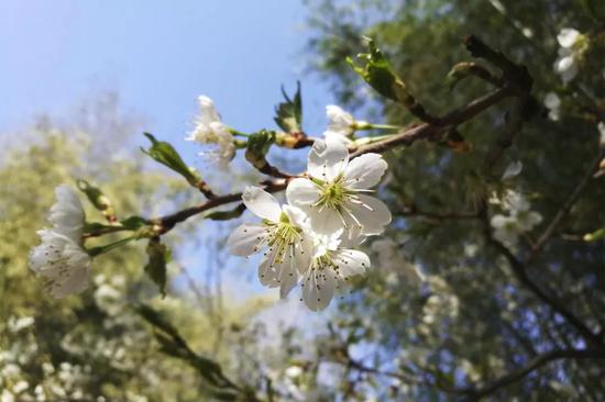 “春意盎然,春色醉人” 鸡冠洞开启春季旅游“火热”模式！