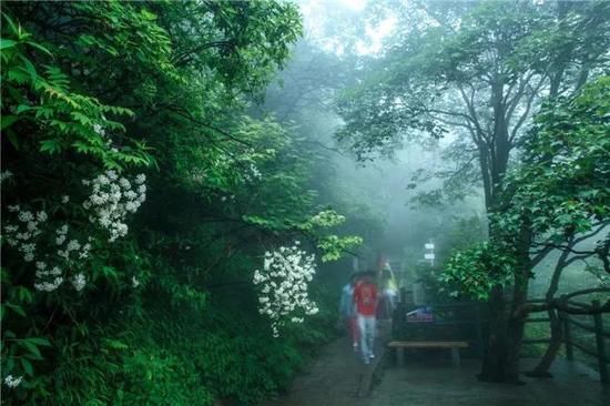 “云游仙境 夏享清凉”2019老君山观海避暑节重磅来袭！