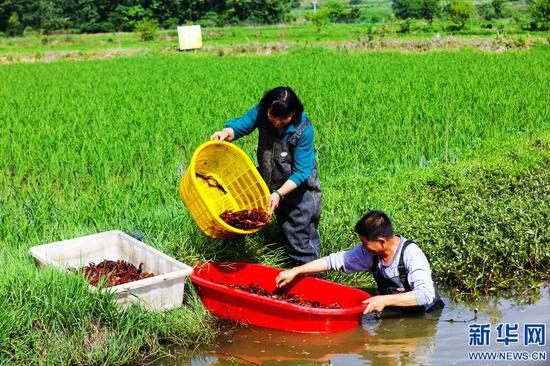 农业现代化之路——浅谈生态农业种植的发展动态