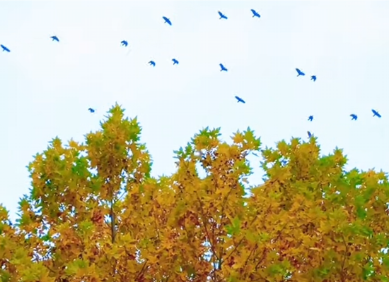 供暖在即，上万乌鸦又来郑州市区“蹭暖”了