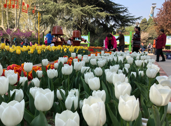 郑州人民公园郁金香花展开幕 展期将持续至4月20日_新浪河南_新浪网