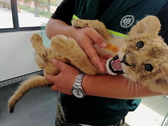 平顶山动物园三胞胎小狮子首次与市民见面