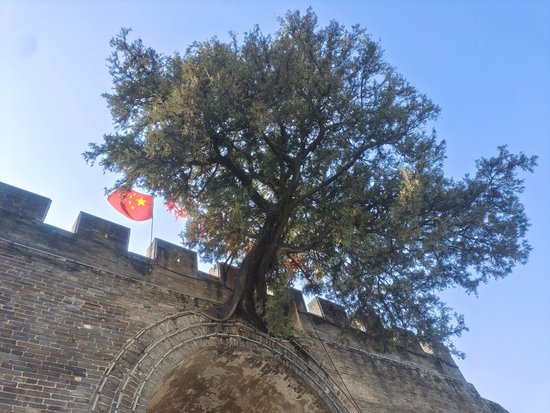 河南这棵500年古树长在了古城门楼上