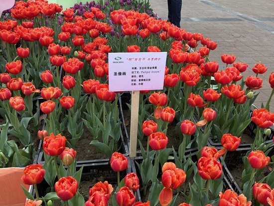 郑州人民公园郁金香花展免费开放