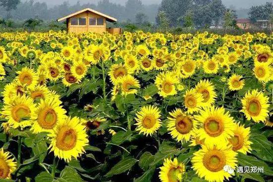 ▼   在郑州,有种阳光灿烂,叫丰乐葵园