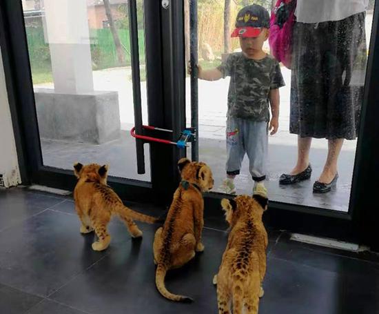 平顶山动物园三胞胎小狮子首次与市民见面