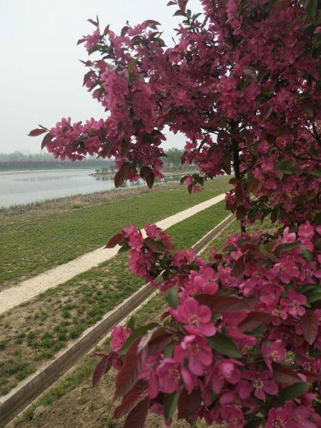 河南西平无处不飞花 11公里海棠花沿河绽放