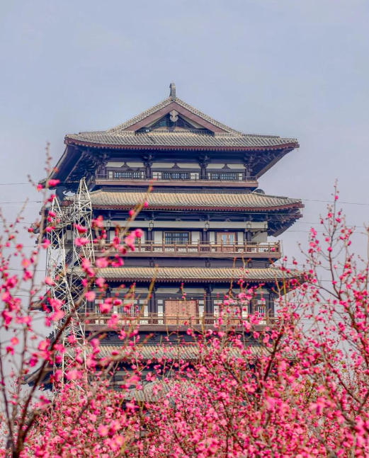 “梅”景上线！请查收河南赏梅好去处