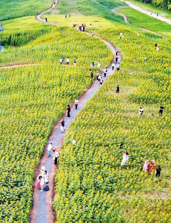 郑州市区最大向日葵花田迎来盛放期
