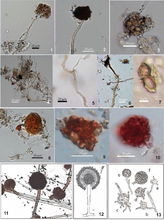 首次发现旧石器晚期连续堆积 裴李岗遗址考古获重大突破