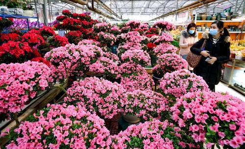 郑州花卉市场春节图片