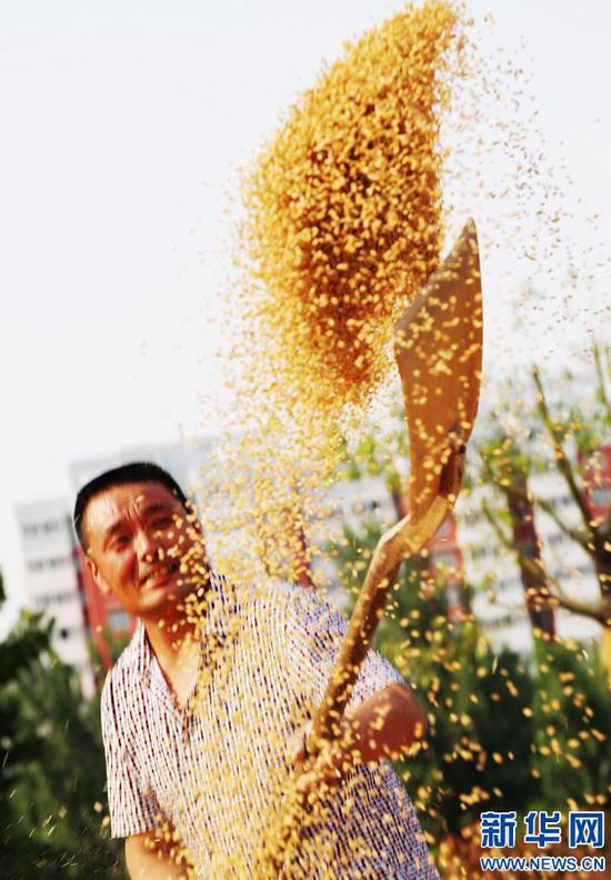 6月8日,河南省平顶山市宝丰县赵庄镇,一位农民在扬麦子.