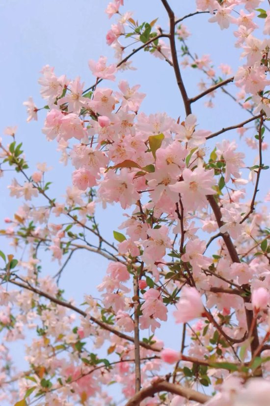 又是一年赏樱时第十届中国鹤壁樱花季启幕