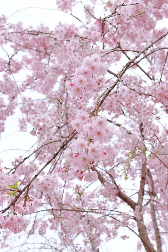 又是一年赏樱时第十届中国鹤壁樱花季启幕