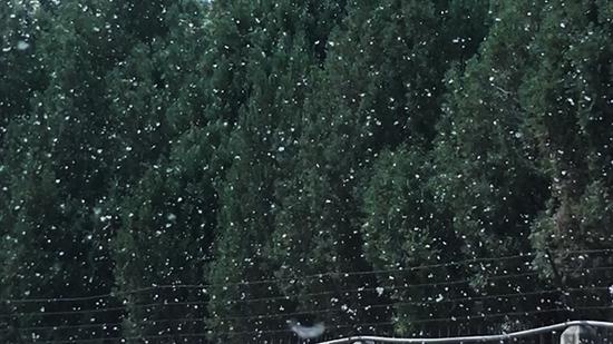 郑州柳絮漫天飞扬落在地上犹如积雪