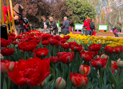 郑州人民公园郁金香花展开幕 展期将持续至4月20日_新浪河南_新浪网