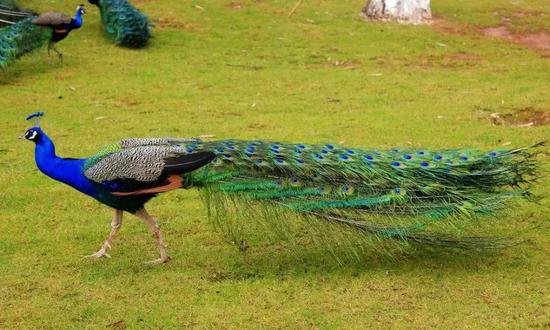 优雅婀娜的绿孔雀