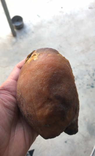 周口一村民杀鹅取"鹅宝" 专家:是鹅的病变组织