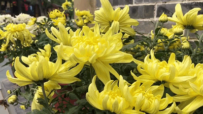 当菊花相遇穿越千年的诗词,美醉了!