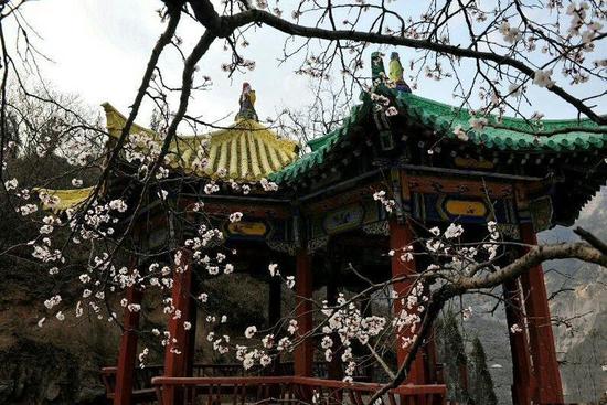 桃花朵朵开 慈云踏春来 青龙山慈云寺景区第六届桃花节本月举行