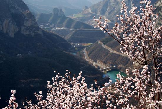 桃花朵朵开 慈云踏春来 青龙山慈云寺景区第六届桃花节本月举行