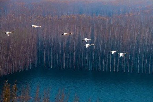 白天鹅又飞回三门峡了