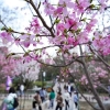 人民公园樱花园的迎春樱、钟花樱、大阪冬樱等已经盛开！